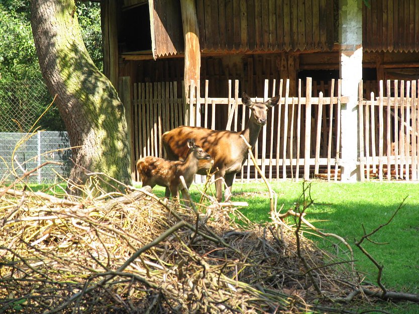 Stadtparkbewohner: Hier Frau Hirsch mit nachwuchs (Foto: Stadtverwaltung Nordhausen) Stadtparkbewohner: Hier Frau Hirsch mit nachwuchs (Foto: Stadtverwaltung Nordhausen)