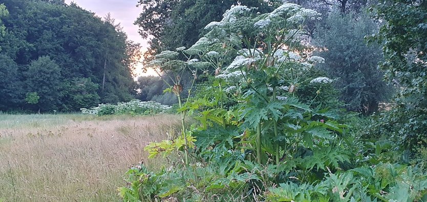 Vermehrt sich im Landkreis Nordhausen nahezu ungebremst: Der invasive Riesen-B&auml;renklau (Heracleum mantegazzianum) an der Wieda zwischen Woffleben und Gudersleben. (Foto: B. Schwarzberg)