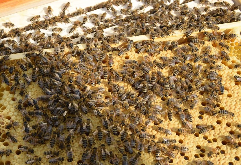 Bienen bei der Arbeit (Foto: Soszynski)