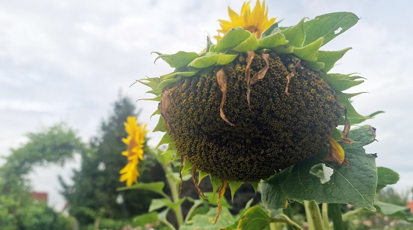 Absturz in Bedeutungslosigkeit? (Foto: nnz)
