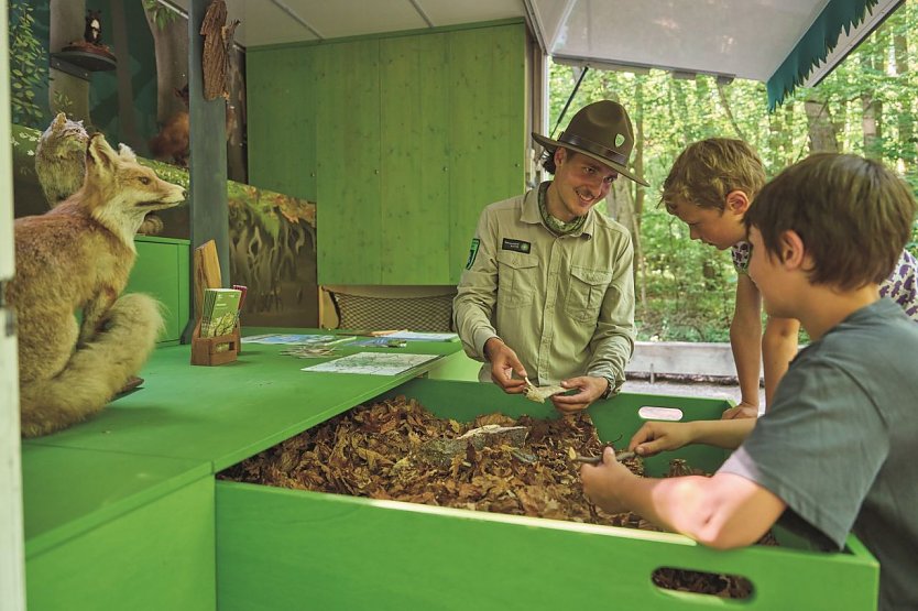 Ranger Tag im Nationalpark Hainich (Foto: Nationalpark-Verwaltung Hainich)