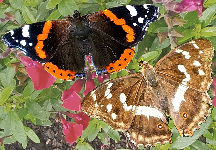 Admiral der Gattung Vanessa atalanta (Foto: Joachim Retzek)
