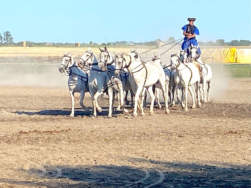Traditionelle Pferdeshow in der Puszta (Foto: Wolfgang Lehmann)