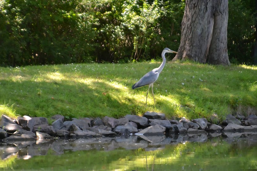 Graureiher am See in Ellrich (Foto: Nancy L&uuml;decke)