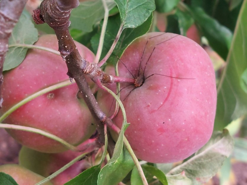 Im Gloster Apfelbaum hat sich ein Ganker versteckt (Foto: Cora Aderhold)