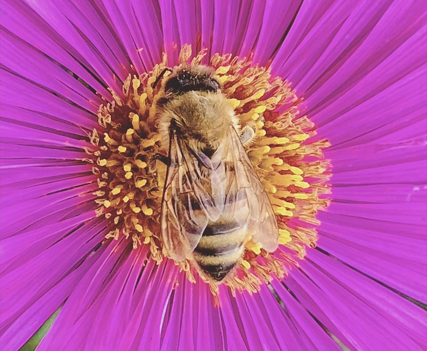 Flei&szlig;iges Bienchen (Foto: Yvonne Werner)