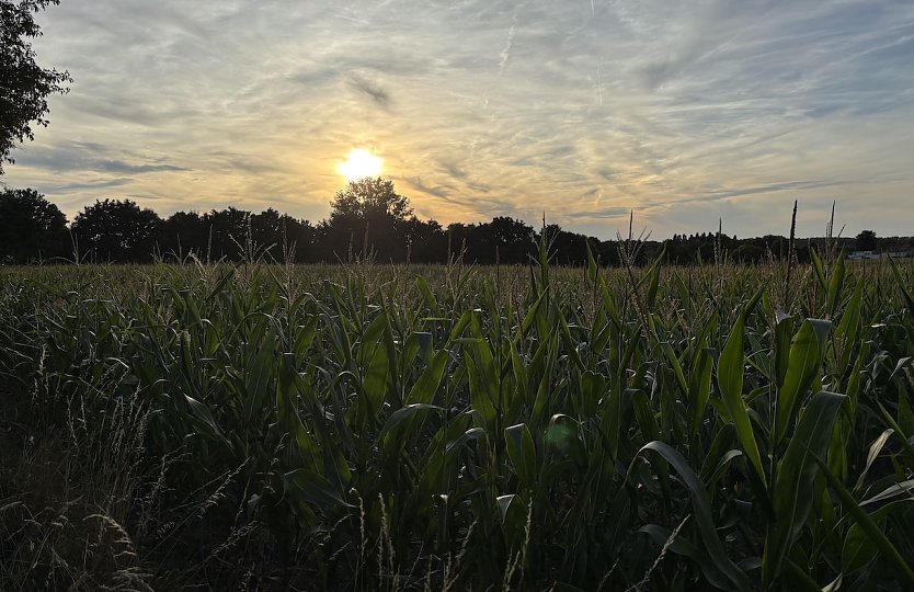 Die n&auml;chsten Tage werden regnerisch (Foto: oas)
