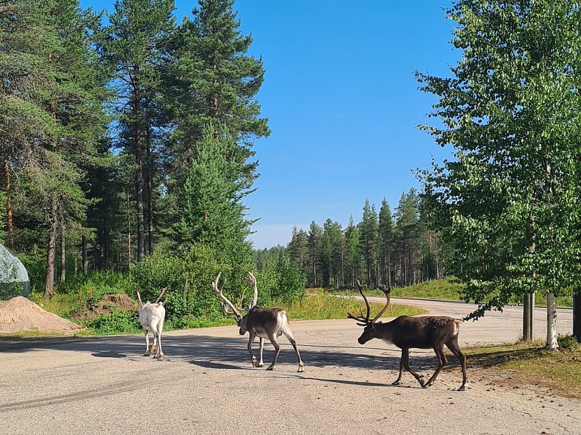 Rentiere am Nordkap (Foto: Thomas Kunze)