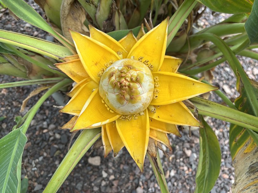 Bl&uuml;tenpracht im Botanischen Garten (Foto: oas)