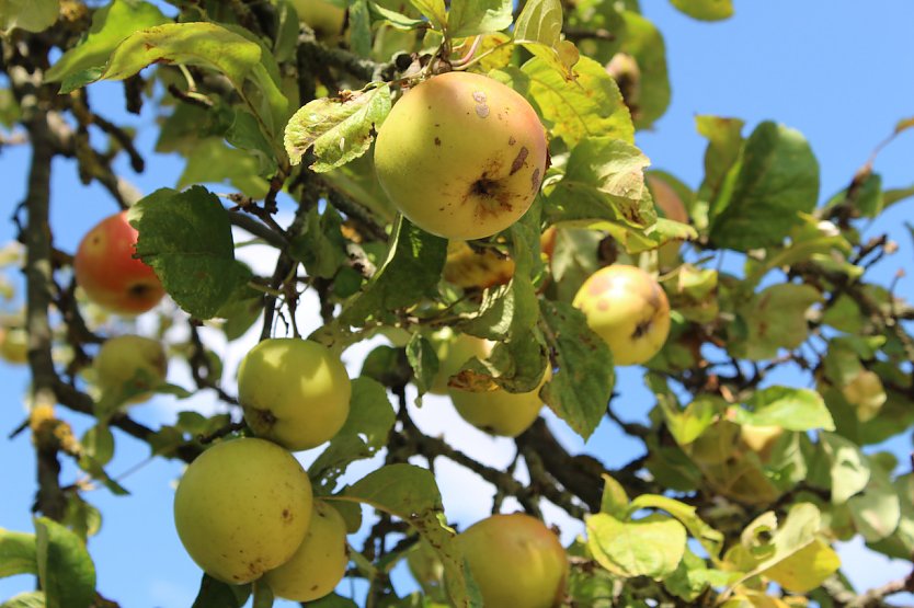 Zweig eines tragenden Apfelbaumes (Foto: &copy; Romy Kornau)