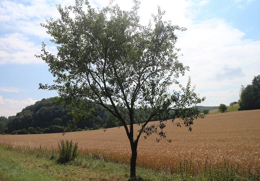Wetterbild (Foto: nnz)