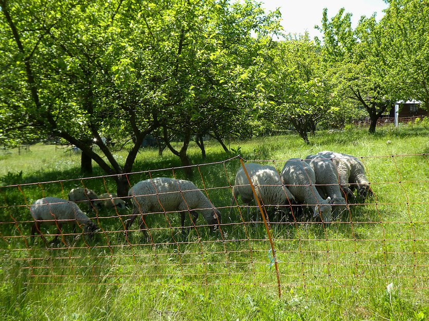 Streuobstwiese (Foto: Isabel Hümpfner) Streuobstwiese (Foto: Isabel Hümpfner)