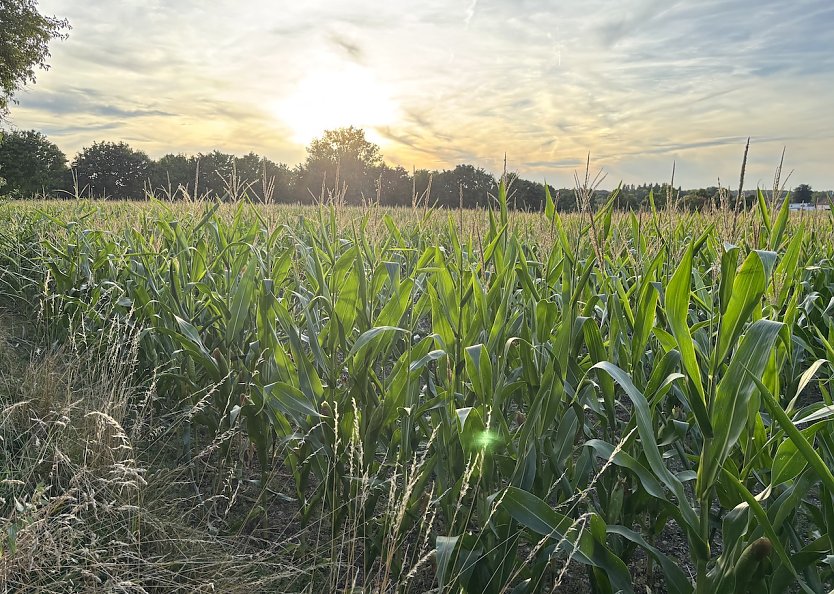Weiter k&uuml;hl und regnerisch in Th&uuml;ringen (Foto: oas)