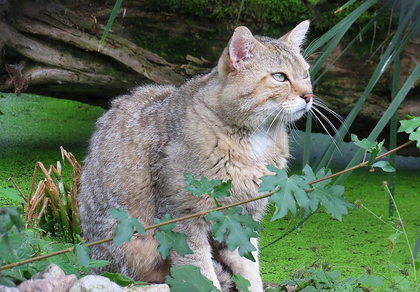 Wildkater Emil im Wildkatzendorf H&uuml;tscheroda (Foto: &copy; John Crusius)