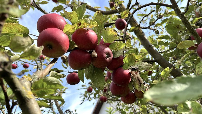 &Auml;pfel im Schrebergarten (Foto: Eva Maria Wiegand)