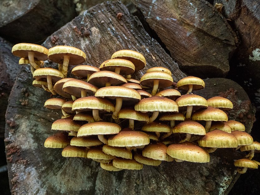 Pilze (Foto: Isabel Hümpfner.) Pilze (Foto: Isabel Hümpfner.)