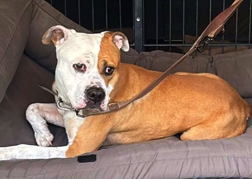 Einer der ausgesetzten Hunde (Foto: Landratsamt) Einer der ausgesetzten Hunde (Foto: Landratsamt)