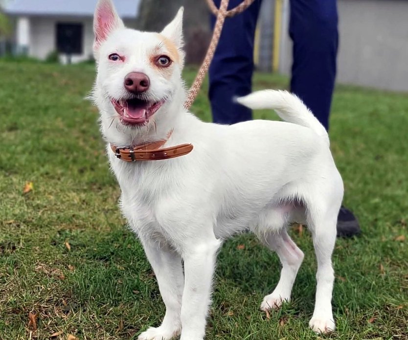 Der andere Hund (Foto: Landratsamt) Der andere Hund (Foto: Landratsamt)