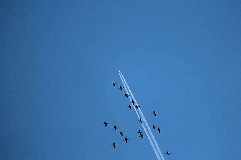 Kraniche über dem Südharz (Foto: Peter Blei) Kraniche über dem Südharz (Foto: Peter Blei)