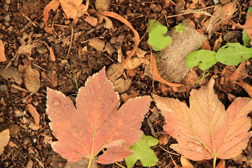 Wetterbild (Foto: agl) Wetterbild (Foto: agl)