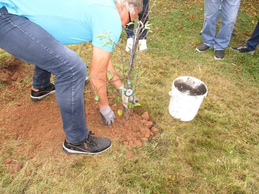 Noch ist das Apfelb&auml;umchen eine zarte Pflanze die nun gut wachsen soll (Foto: Katharina Hille)