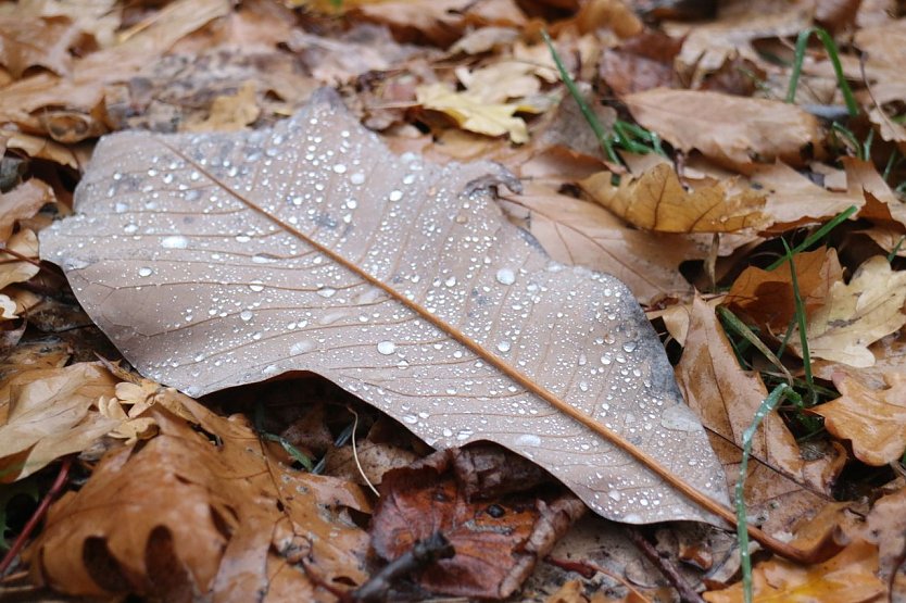 Wetterbild (Foto: agl) Wetterbild (Foto: agl)