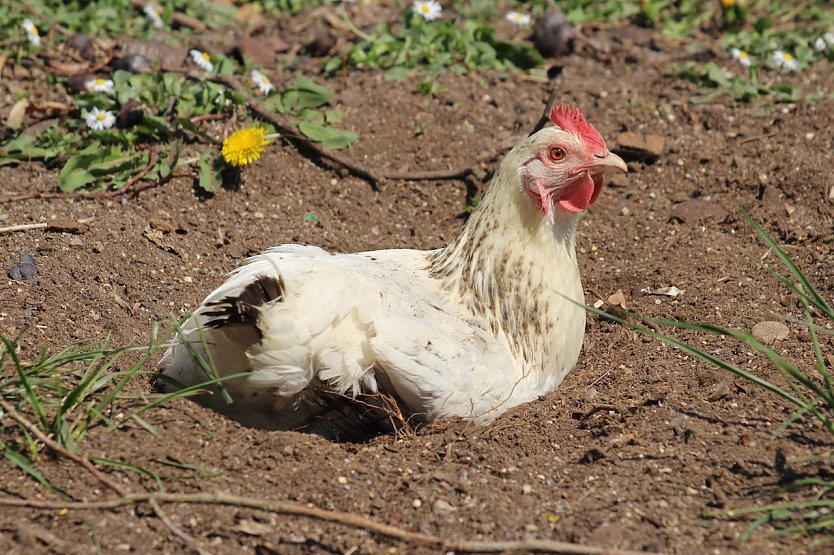 Neue Allgemeinverf&uuml;gung zum Schutz vor der Gefl&uuml;gelpest im Kyffh&auml;userkreis.Foto: Huhn (Archiv) (Foto: emw)