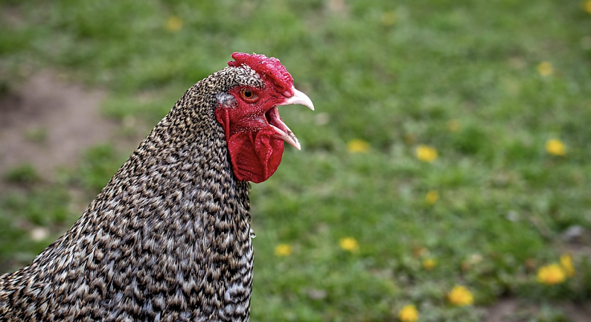 Ausbruchs der Gefl&uuml;gelpest H5N1 in Gudersleben - Symbolbild (Foto: dendoktoor/pixabay.com)