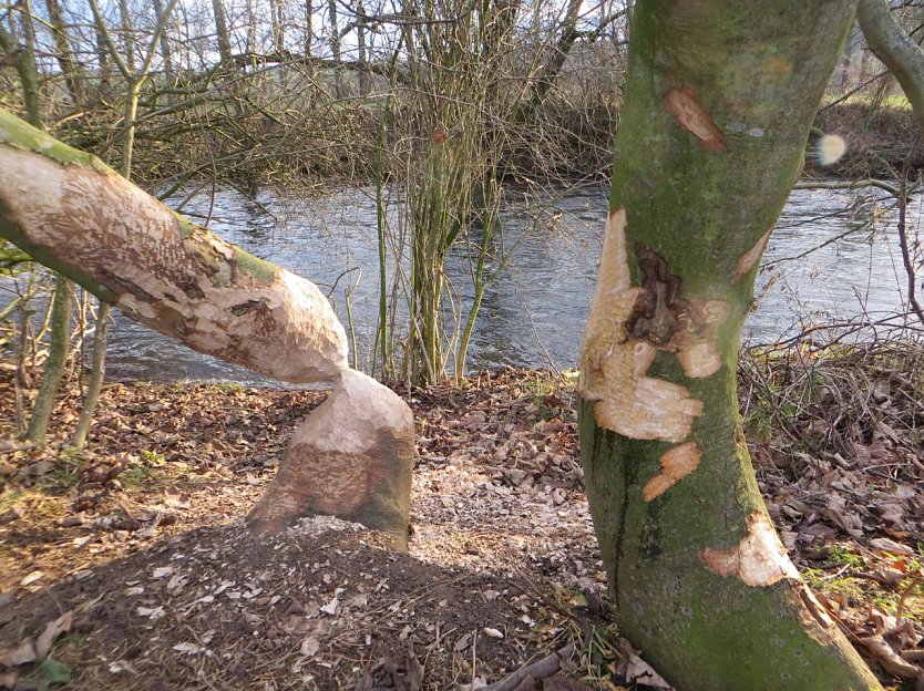 Biberspuren am Ilmufer (Foto: Marcus Orlamünder) Biberspuren am Ilmufer (Foto: Marcus Orlamünder)