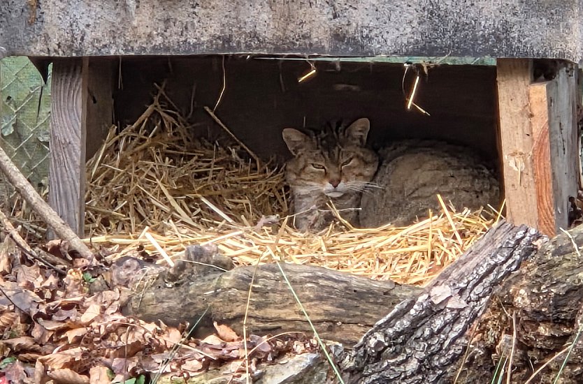 Wildkater Emil im Wildkatzendorf H&uuml;tscheroda (Foto: Katrin Vogel)