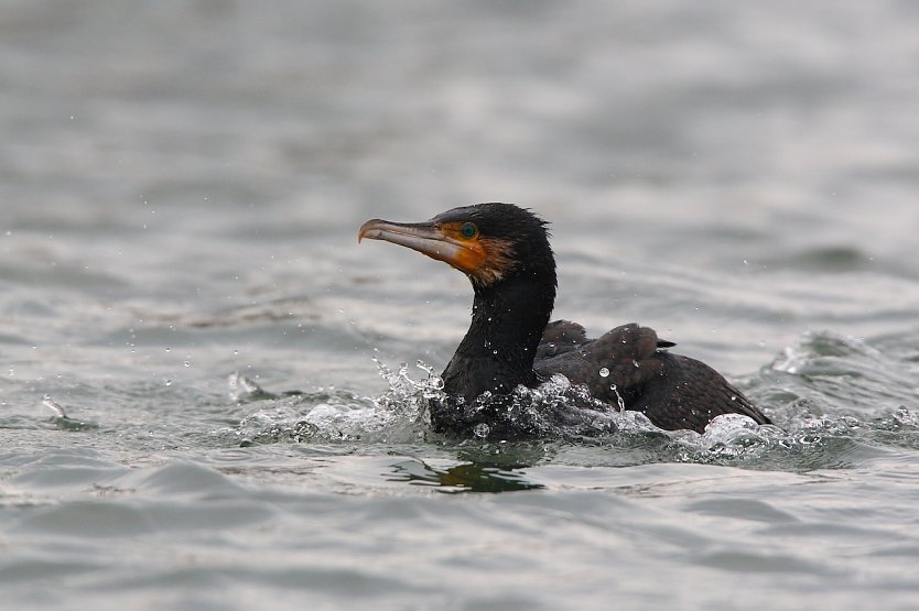 Symbolbild Kormoran (Foto: Frank Derer )