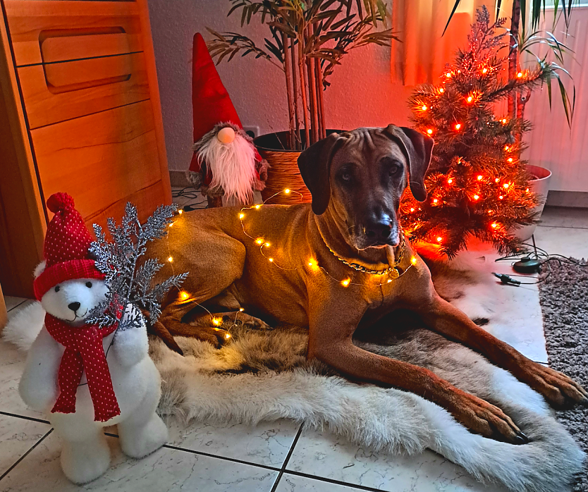 Rhodesian Ridgeback Rüde Asani bereitet sich auf Weihnachten vor (Foto: Marina Höxtermann) Rhodesian Ridgeback Rüde Asani bereitet sich auf Weihnachten vor (Foto: Marina Höxtermann)