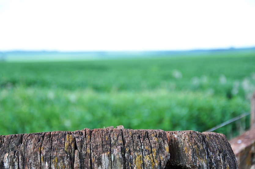 Unter anderem Billig-Soja, Palm&ouml;l und Billig-Rindfleisch aus S&uuml;damerika drohen den europ&auml;ischen Markt noch mehr zu &uuml;berschwemmen, als bisher schon. Auf der Strecke bliebe einmal mehr die gr&uuml;ne Lunge der Erde, der tropische Regenwald. (Foto: Vitor Dutra Kaosnoff from Pixabay)