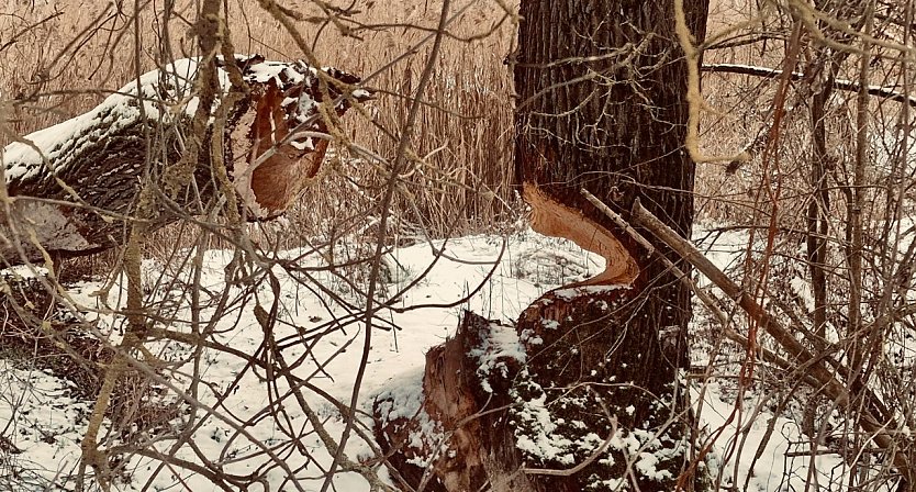 Der gesuchte "Biberbaum" in der Windl&uuml;cke (Foto: agl)