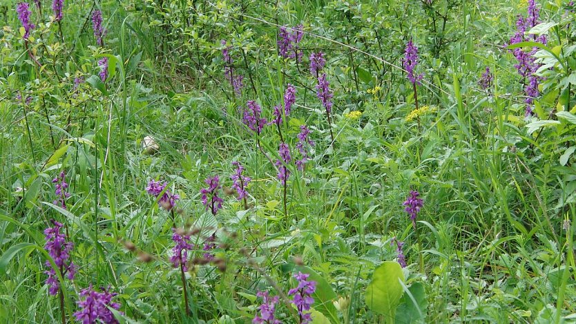 Einst zu hunderten, heute an einer Stelle in der R&uuml;digsdorfer Schweiz fast verschwunden und auch an anderen durch ungeeignete Bewirtschaftung bedroht: das Stattliche Knabenkraut (Orchis mascula). (Foto: Bodo Schwarzberg)