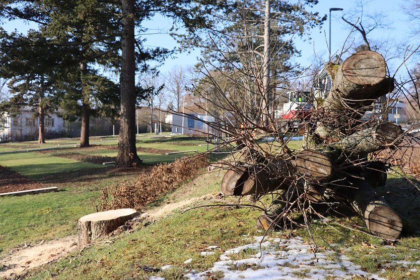 Am Stresemannring wurden kranke B&auml;ume gef&auml;llt. (Foto: Lutz Fischer)