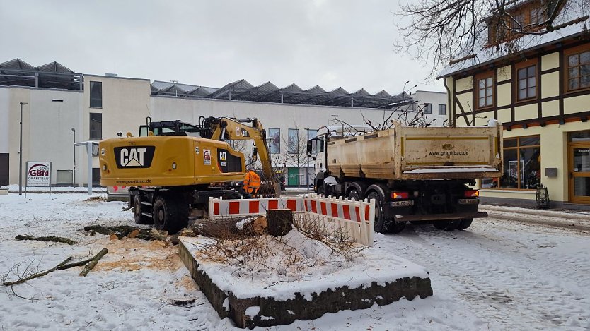 Die Linde wurde am Dienstag gef&auml;llt.  (Foto: agl)