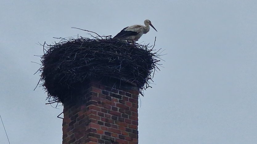 Meister Adebar vor wintergrauem Himmel in G&ouml;rsbach (Foto: agl)