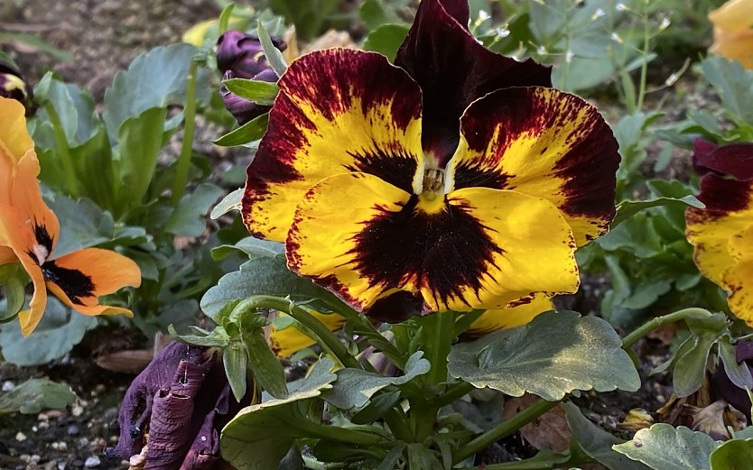 Warmes, trockenes Fr&uuml;hlingswetter bleibt weiter Mangelware (Foto: oas)