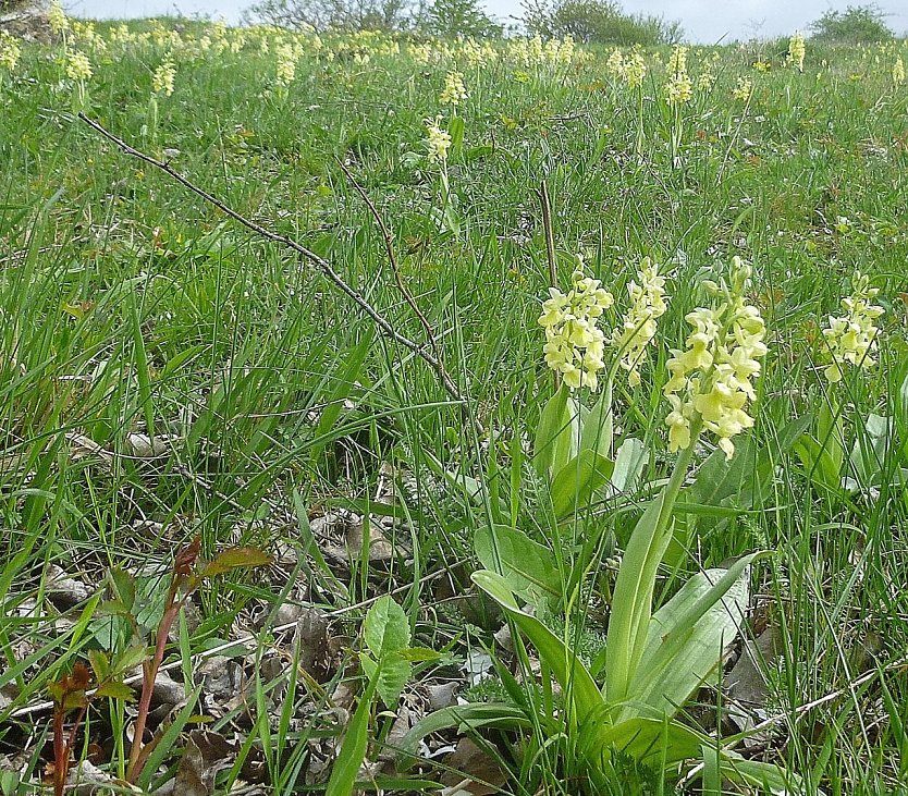 Um in der heutigen Zeit einen solchen Anblick von Dutzenden, ja in manchen Jahren hunderten Exemplaren des seltenen und in Th&uuml;ringen stark gef&auml;hrdeten Blassen Knabenkrautes genie&szlig;en zu k&ouml;nnen, ist die ehrenamtliche Landschaftspflege nicht selten unerl&auml;sslich.  (Foto: Bodo Schwarzberg)