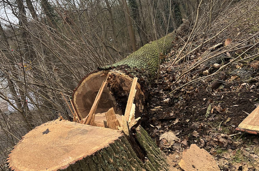 Gefallene Eiche am Park Hohenrode (Foto: F&ouml;rderverein Park Hohenrode)