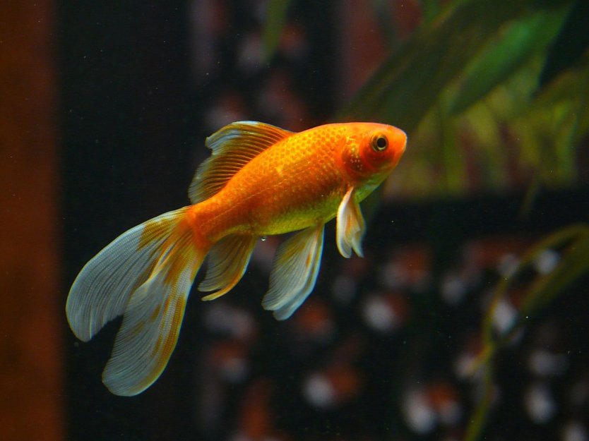 Ein Goldfisch im Aquarium. (Foto: Hans Veil/ Pixabay )