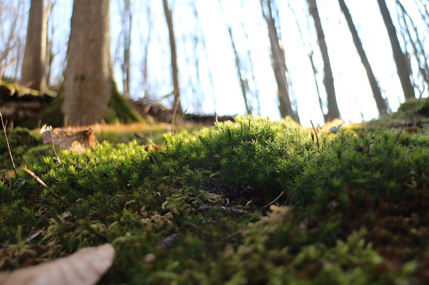 Im Fr&uuml;hjahr tut sich am Waldboden so einiges. (Foto: agl)