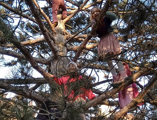 KILA Kinder auf der Kletterkiefer (Foto: Frank Tuschy)