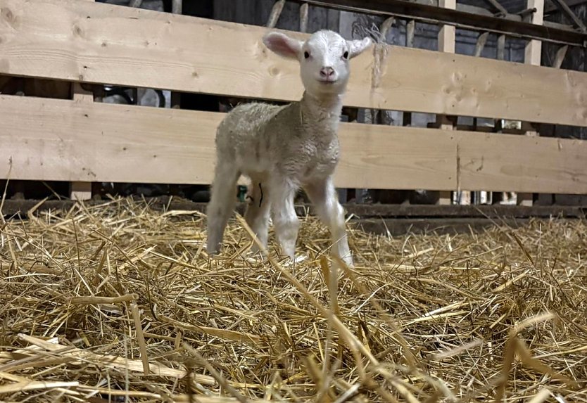 Der erste Nachwuchs in der Landschaftspflegeherde der Natura 2000-Station Unstrut-Hainich/Eichsfeld: ein Leineschaf-Lamm (Foto: Julius Greif)