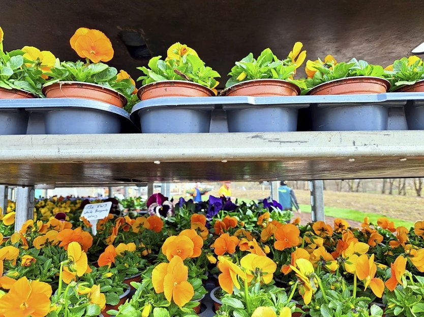 Frühblüher stehen auf Paletten auf dem Laga-Gelände in Leinefelde-Worbis. (Foto: René Weißbach) Frühblüher stehen auf Paletten auf dem Laga-Gelände in Leinefelde-Worbis. (Foto: René Weißbach)