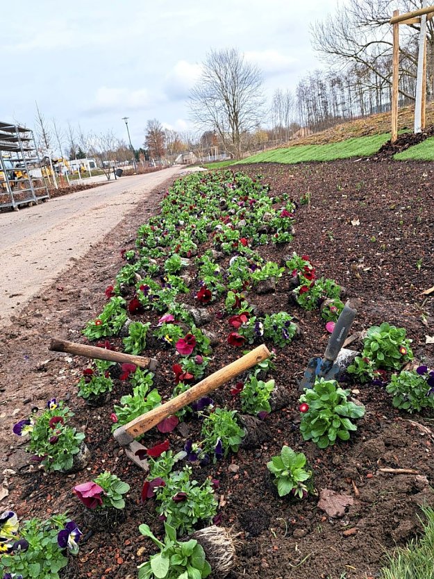Auch dieses Beet erhält eine frische Bepflanzung mit Frühblühern. (Foto: René Weißbach) Auch dieses Beet erhält eine frische Bepflanzung mit Frühblühern. (Foto: René Weißbach)