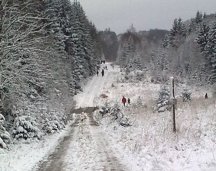 Frisch geschlagen (Foto: Forstamt) Frisch geschlagen (Foto: Forstamt)